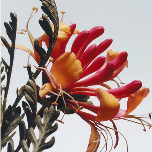 JO MALONE - HONEYSUCKLE & DAVANA SCENTED CANDLE - 2.5 INCHES - SEAL… - Picture 2 of 2